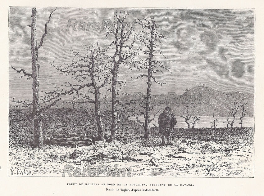 Forests along the Boganida River