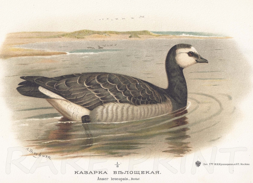 Barnacle Goose