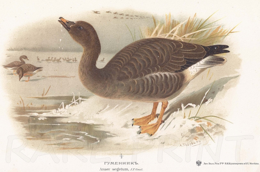 Bean Goose