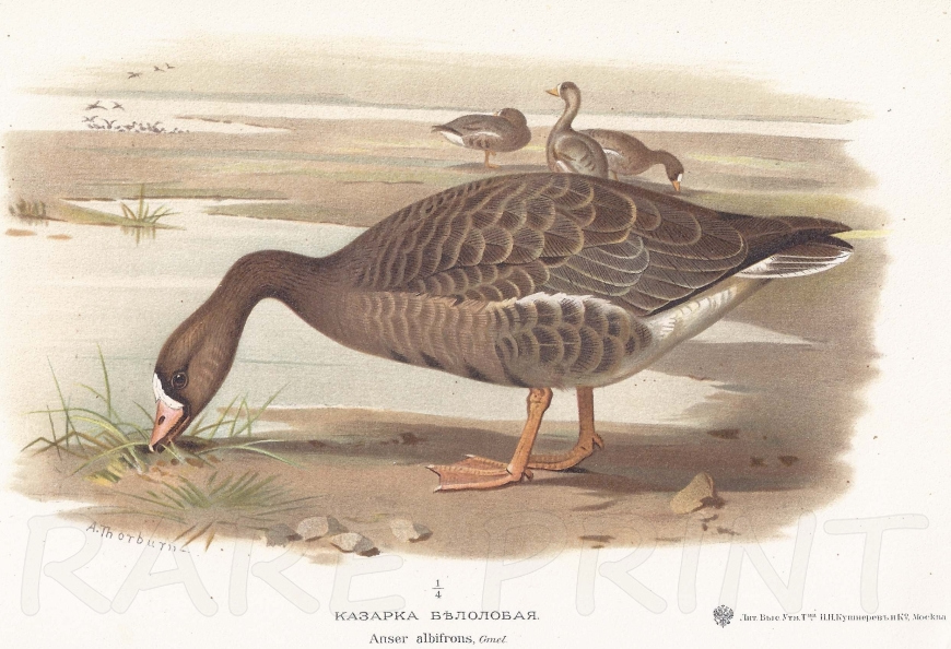 Greater White-fronted Goose