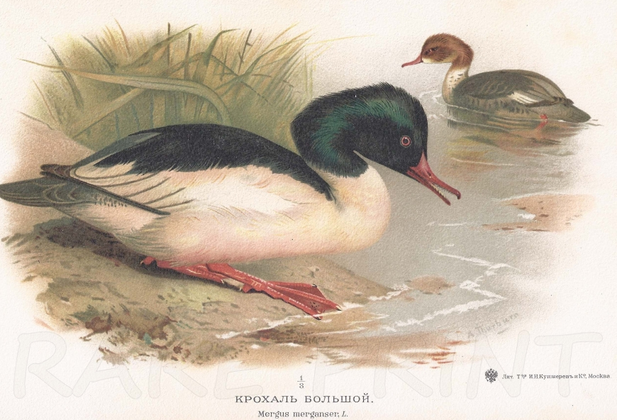 Goosander
