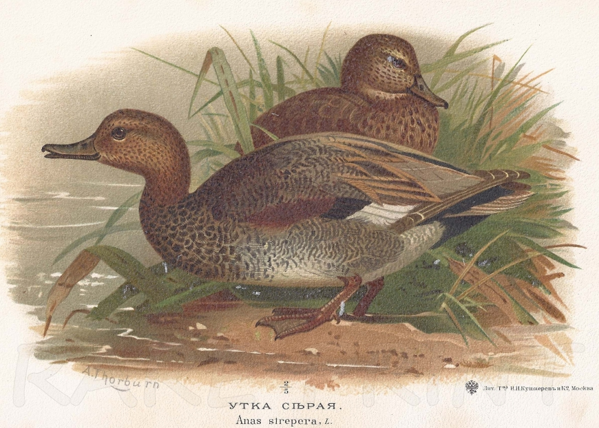 Gadwall