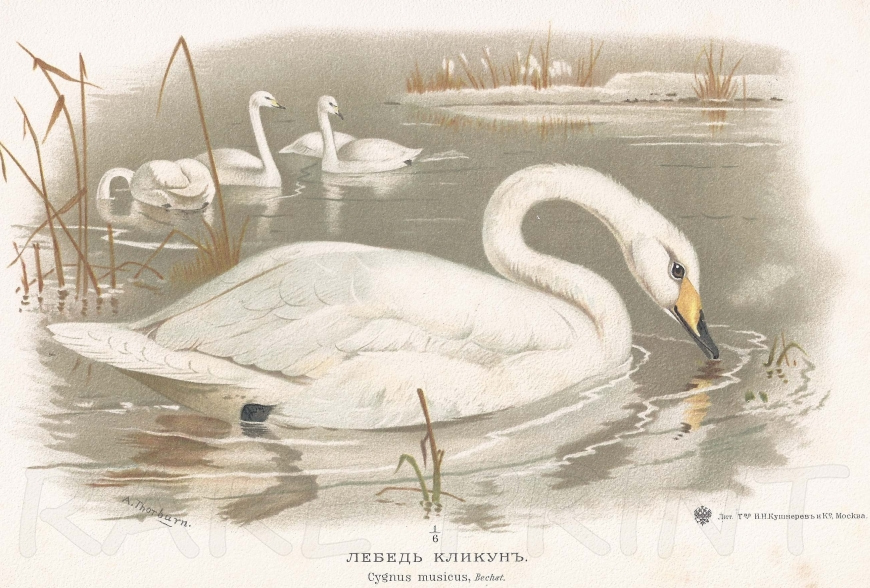 Whooper Swan