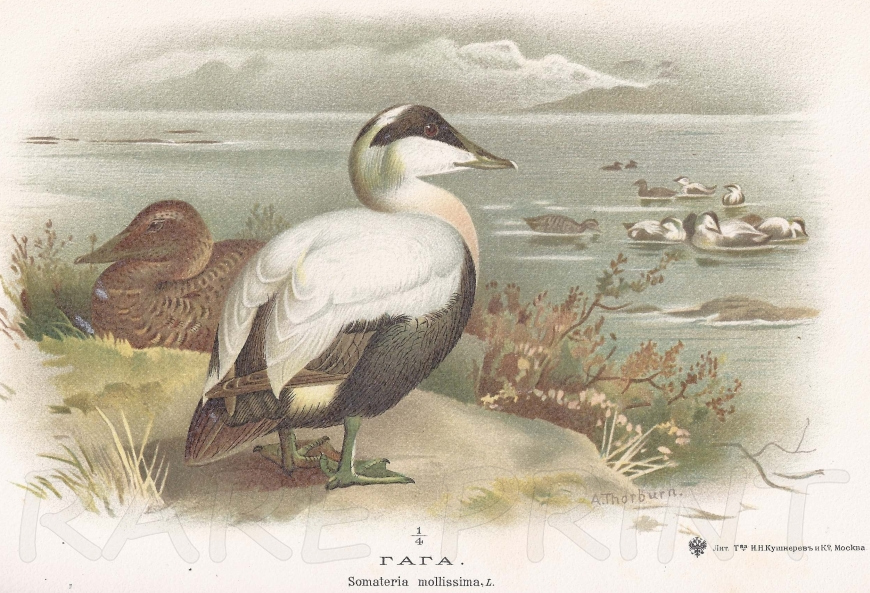 Common Eider