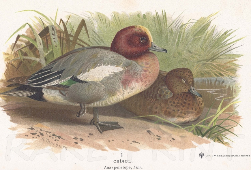 Eurasian Wigeon
