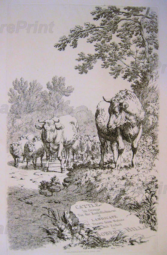 Cattle In Groups